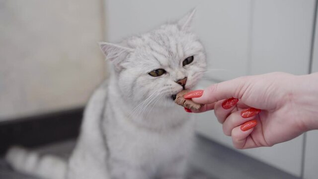 Funny gray cat eats. Kitty fluffy breed of Scottish.