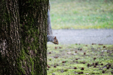 Little squirrel on a tree