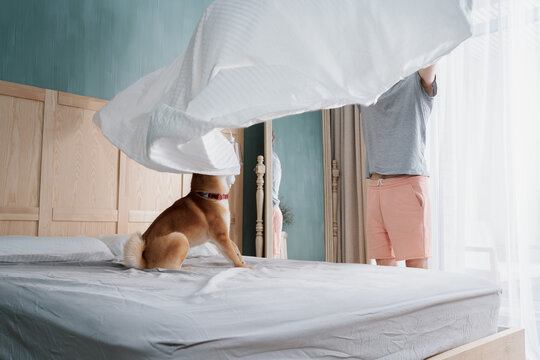 Young Man And His Funny Dog Are Putting The Bedding Cover Or Mattress Pad On The Bed