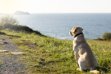 Labrador dog looking at the sunset at the edge of the sea in the evening