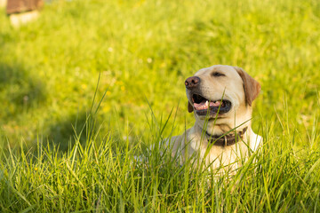 Labrador dog lying in the grass a sunny day