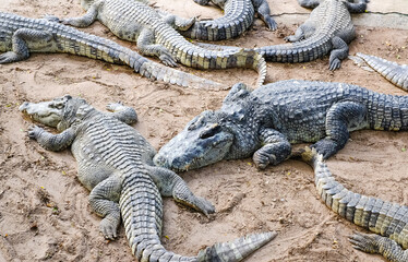 Wild crocodiles on the river bank in the jungle