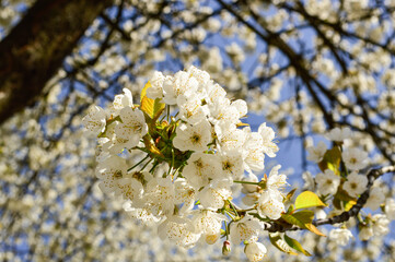 Spring blossoms apple tree in sunny day