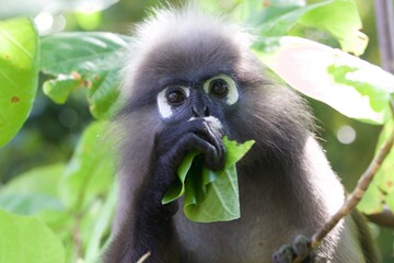 close up of a monkey face