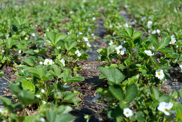 rows of strawberries in bloom on a farm