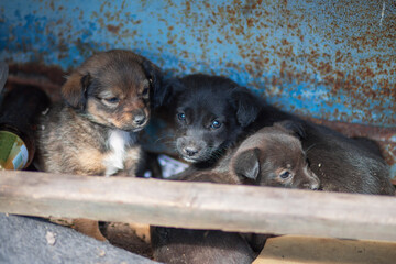Small homeless puppies outdoors. Homeless dogs. Mongrel puppies. Pups of mutt