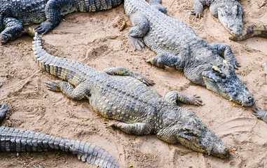 Wild crocodiles on the river bank in the jungle