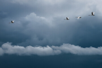 Two couples of white swans  flying in blue stormy sky. Heave clouds, one of four swans separated