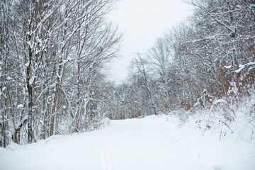 Snowy Trail