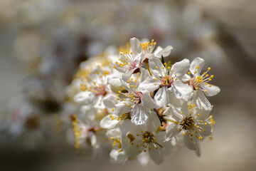 View of flowering fruit trees in spring.
