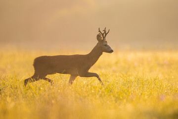 Roe deer buck walking on meadow in summer morning sunshine