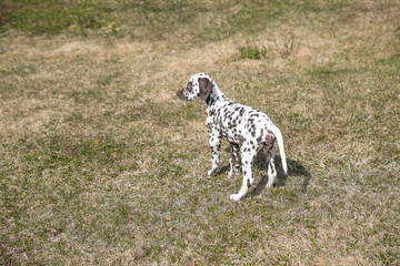 Dalmatian puppy in a meadow, spring.Sweet cute puppy lying on a green lawn. Dalmatian walking outdoor. dog has fun in forest, playing on lawn.Copy space