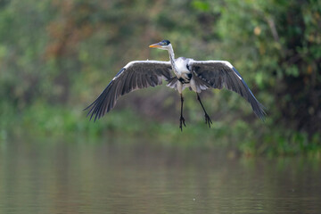 Fishing Cocoi Heron (Ardea cocoi)