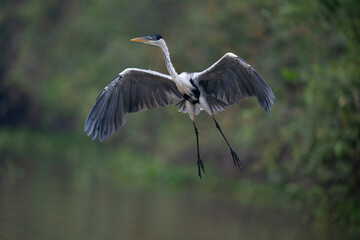 Fishing Cocoi Heron (Ardea cocoi)