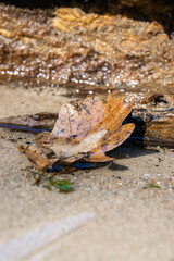 leaf in the water of the lakes shore (Straussee, Märkisch-Oderland, Brandenburg)