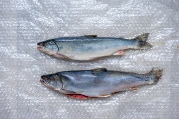 Two dead fish on plastic wrap. A fish dish.