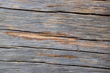 Fototapeta premium wood tree timber background texture structure backdrop