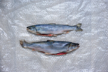 Two dead fish on plastic wrap. A fish dish.