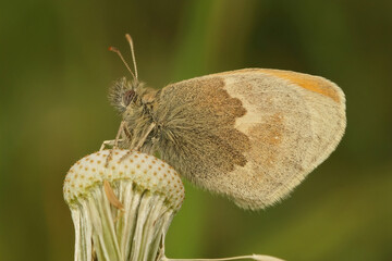 Closeup of the Small Heath, Coenonympha pamphilus