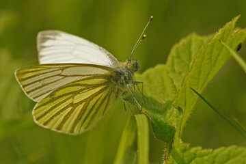 Closeup of a green-veined white , Pieris napi, posing with open wings on a green leaf