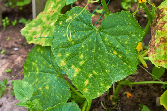 Cucumber leaves affected by downy mildew. Plant leaf disease. Cucumber disease. Peronosporosis. False powdery mildew. A dangerous disease of borage with powdery mildew - lat. From plasmopara viticola