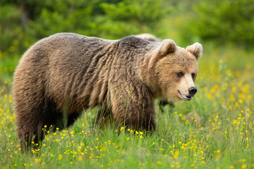 Obraz premium Brown bear looking on flower meadow in summer nature