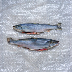 Two dead fish on plastic wrap. A fish dish.