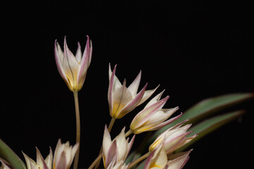 Two flowered tulipa, Tulipa biflora