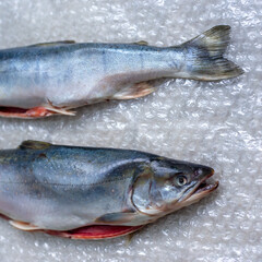 Two dead fish on plastic wrap. A fish dish.