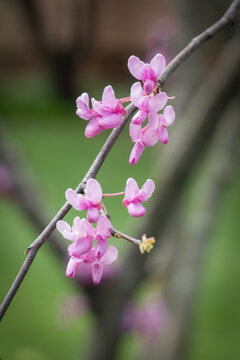 redbud tree with  pink blossoms in spring