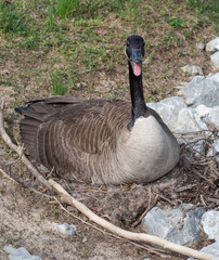Female canada goose with mouth open hissing while sitting on nest