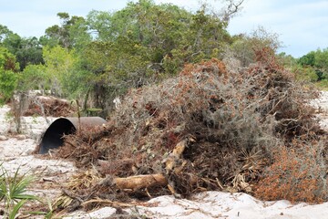 Dried Spanish moss, dried up branches and other dried plants in a large pile outside ready to be burned to avoid a forest fire. Slash-and-burn to clear land.