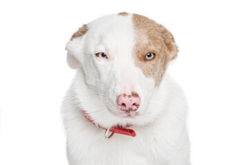 Portrait of a funny dog with a sly look with squinting. Border collie, background is isolated.
