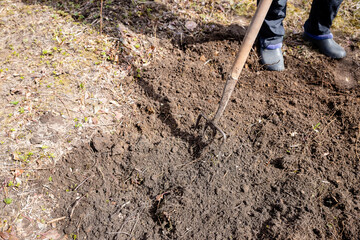 Work in a garden,Digging Spring Soil With Spading fork Close up of digging spring soil with blue...
