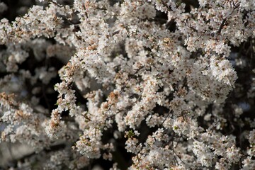 Blossoming cherry tree in spring, white flowers close-up in the background. 