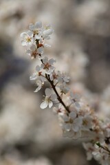 Blossoming cherry tree in spring, white flowers close-up in the background. 