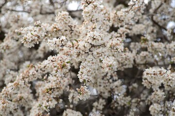 Blossoming cherry tree in spring, white flowers close-up in the background. 