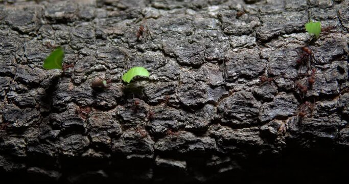 Ant team work  - colaborative work