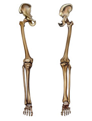 human leg bones (membrum inferius liberum)