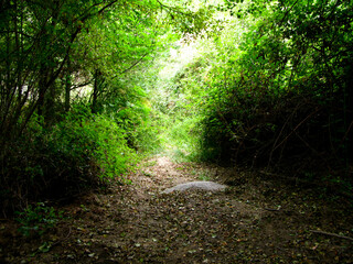 SENDERISMO RUTA CRUZ DE LA TENDERA ARENAS DE SAN PEDRO