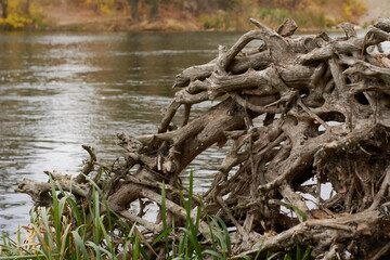 Part of the root system of a dead tree lying on the river bank. Strange plexuses, like fairy-tale caves