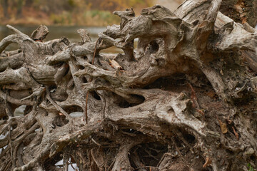Part of the root system of a dead tree lying on the river bank. The old tangled roots are inhabited by mollusks. 