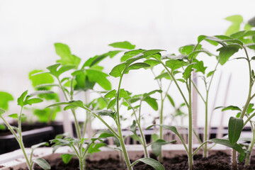 Green fresh seedlings in potty on window sill. Cultivation of natural organic food concept