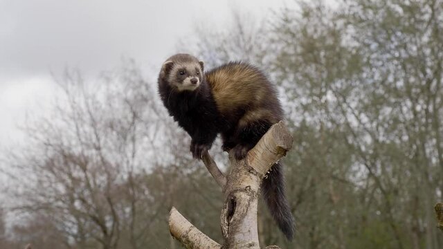 Captive polecat sitting on a branch