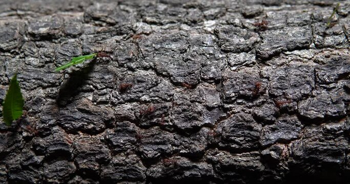 Ant team work  - colaborative work