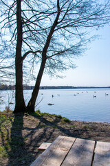 shoore of the lake with trees and swans (Stienitzsee, Märkisch-Oderland, Brandenburg)