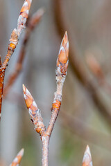 Buds of European beech or common beech (Fagus sylvatica).