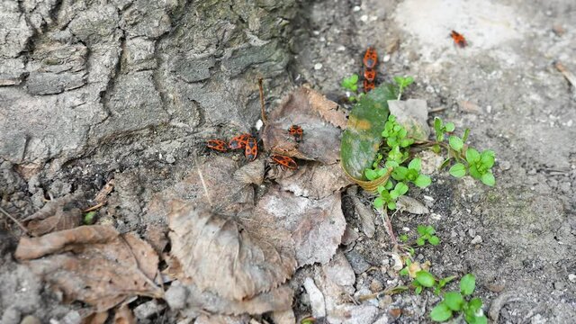 Beetles crawl through the foliage and reproduce. A genus of insects, red soldiers at the bark of a tree, a group of beetles with a red shell