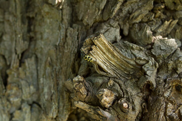 Bark of a tree
