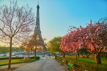 Scenic view of the Eiffel tower with cherry blossom trees in full bloom in Paris